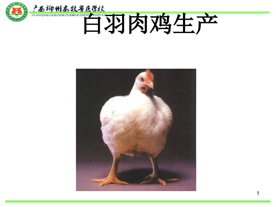 白羽肉鸡饲养管理PPT课件.ppt_第1页