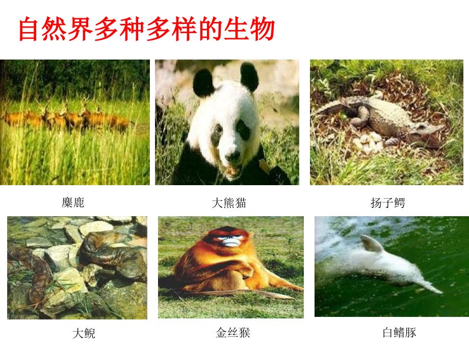 物种的多样性PPT课件.ppt_第2页