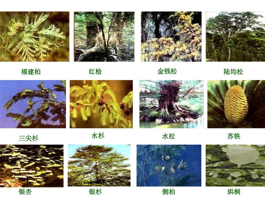物种的多样性PPT课件.ppt_第3页