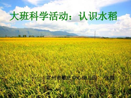 大班科学认识水稻.ppt
