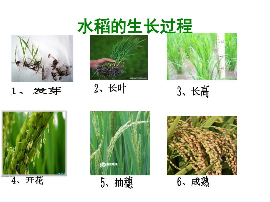 大班科学认识水稻.ppt_第3页
