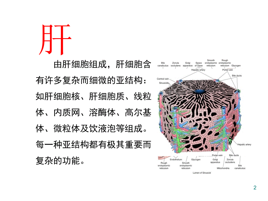 实验诊断学肝脏病常用实验室检测.ppt_第2页