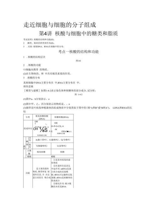 第4讲 核酸与细胞中的糖类和脂质.docx