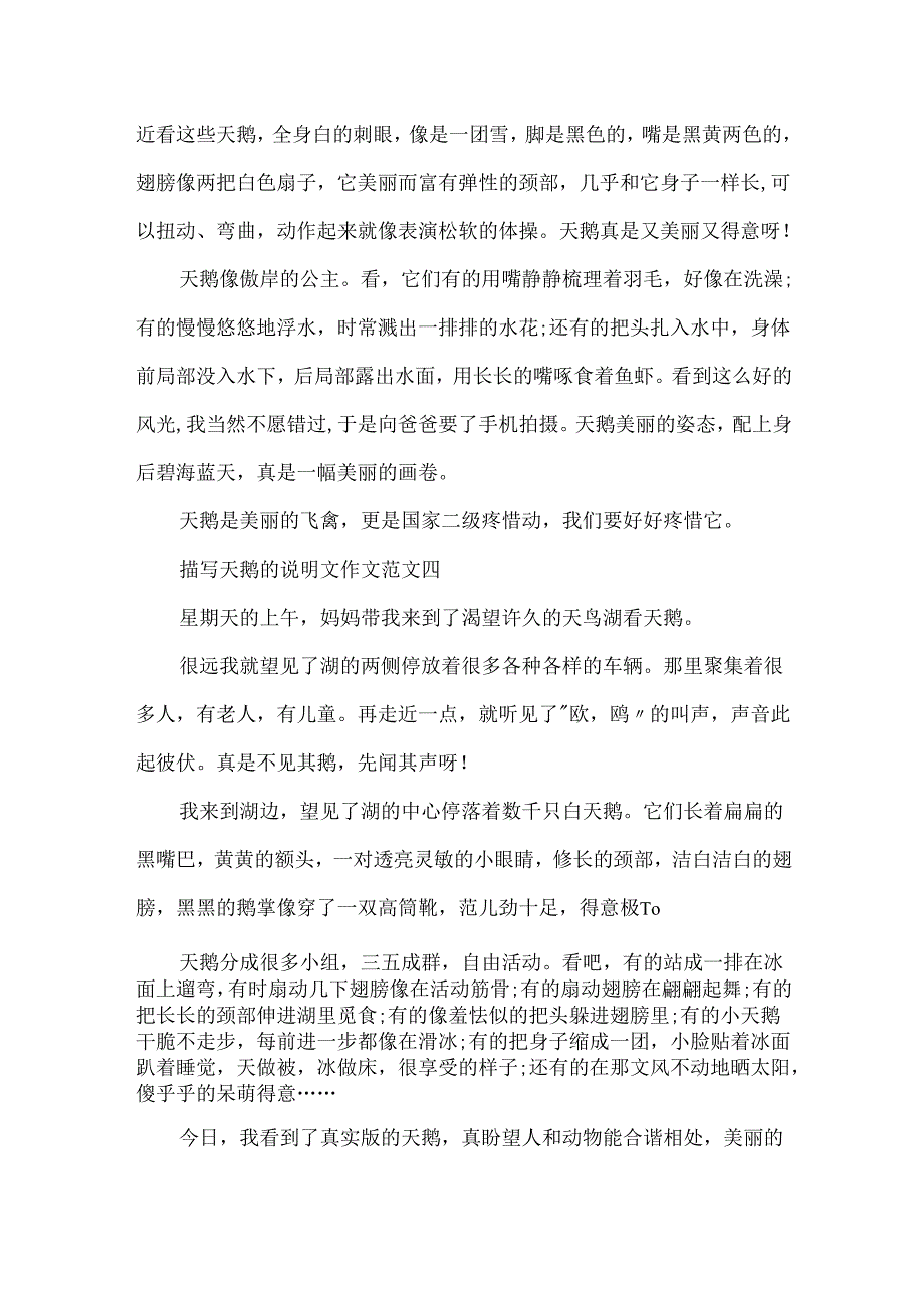 描写天鹅的说明文作文10篇.docx_第3页