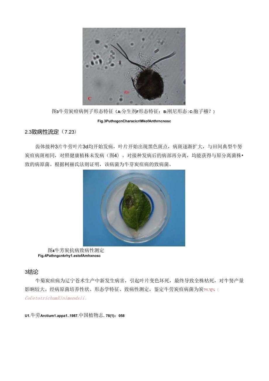 牛蒡炭疽病病原鉴定及其致病性.docx_第3页