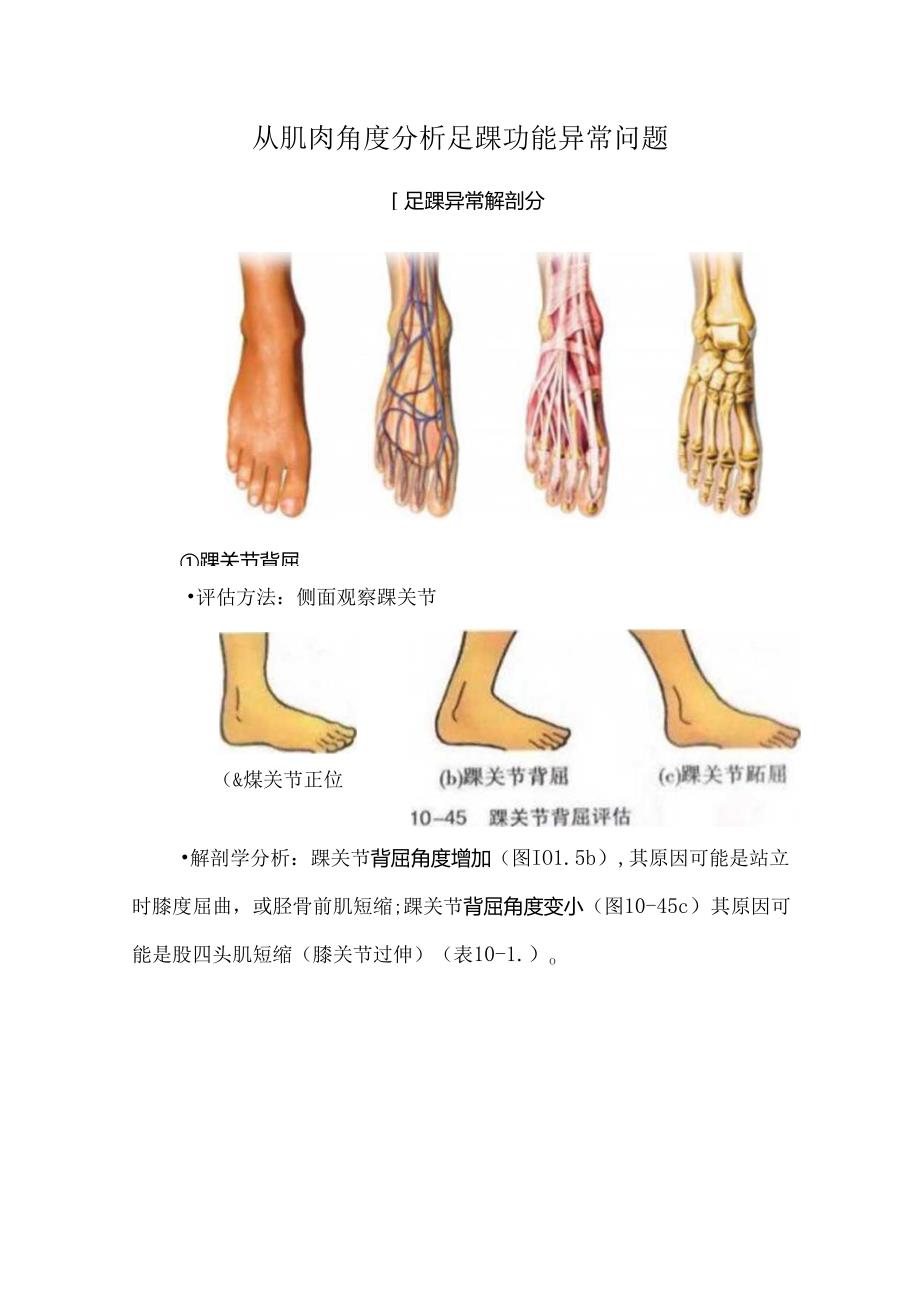 从肌肉角度分析足踝功能异常问题.docx_第1页