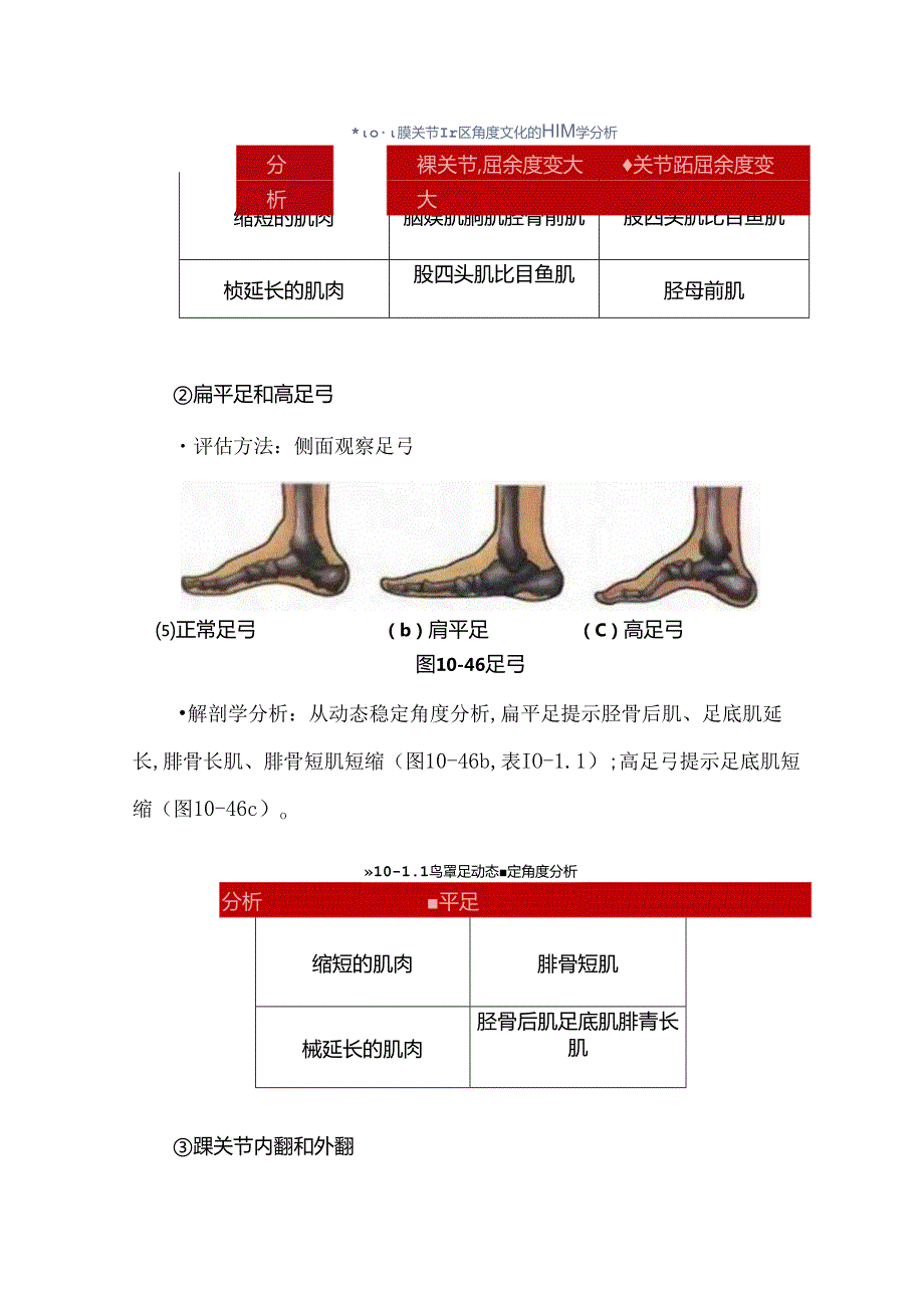 从肌肉角度分析足踝功能异常问题.docx_第2页