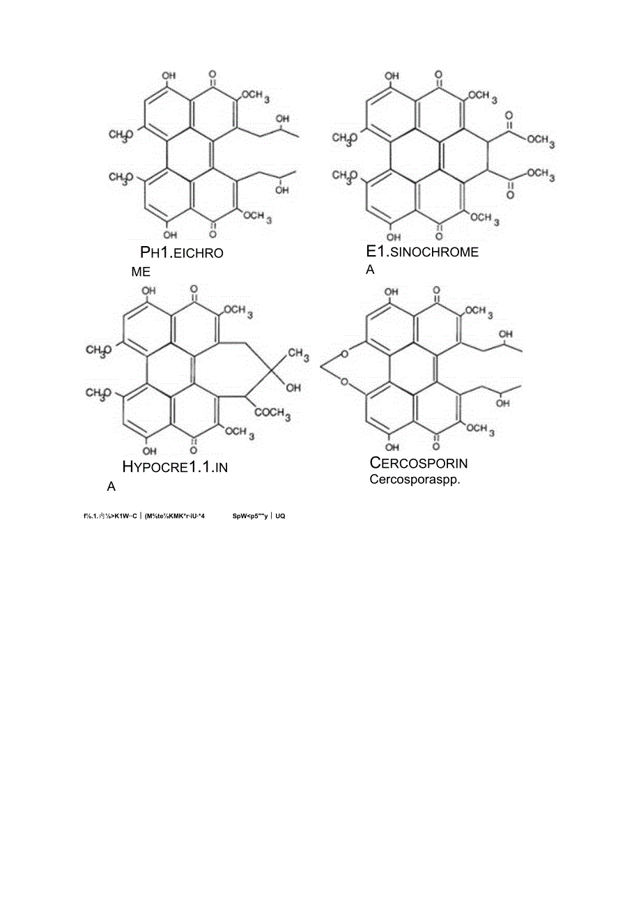 Cercosporin A Photoactivated Toxin in Plant Disease.docx_第2页