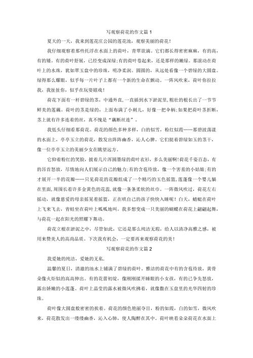 写观察荷花的作文2篇.docx