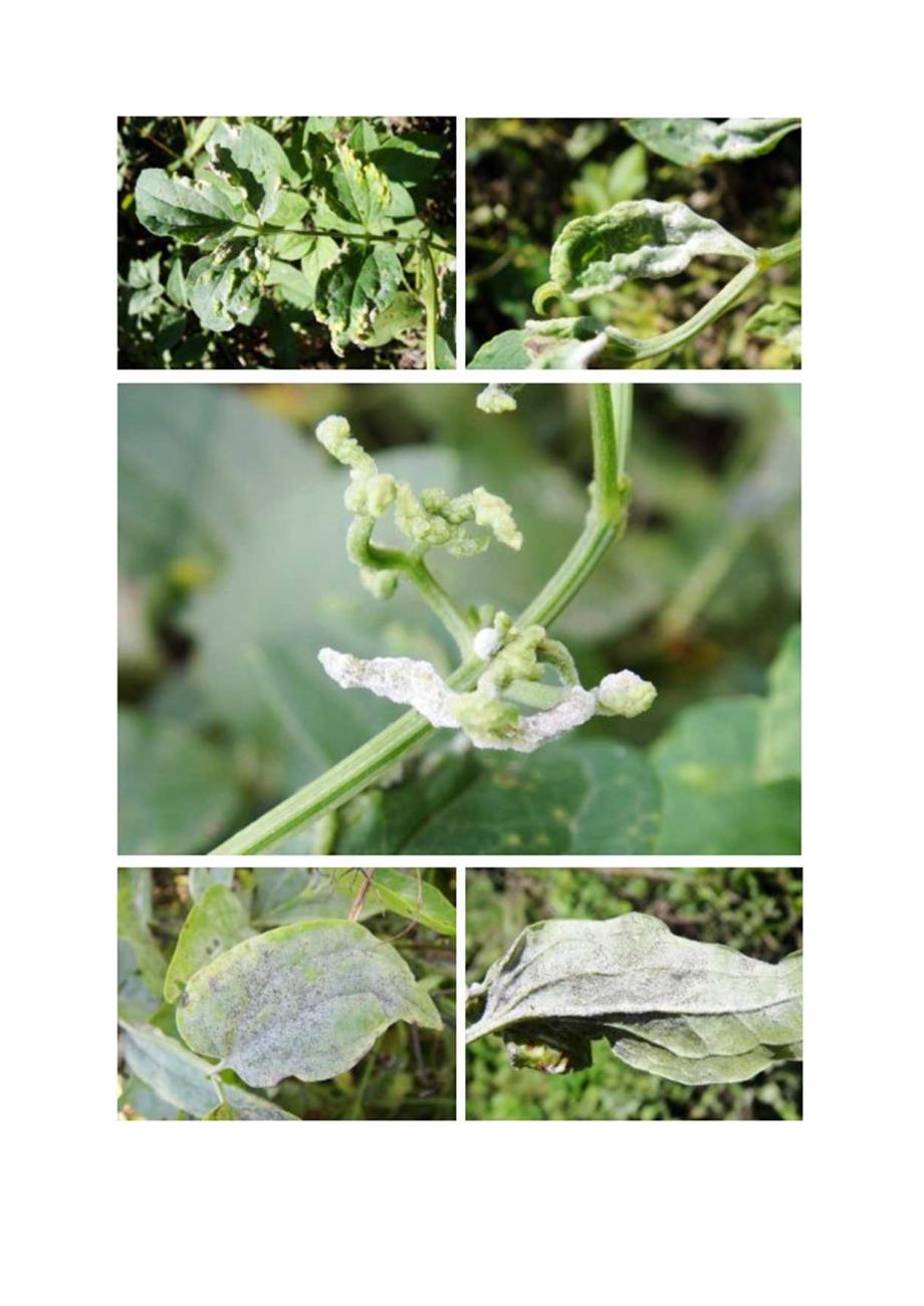 First Report of Powdery Mildew of Clematis manshurica CausedErysiphe aquilegiae in China.docx_第2页