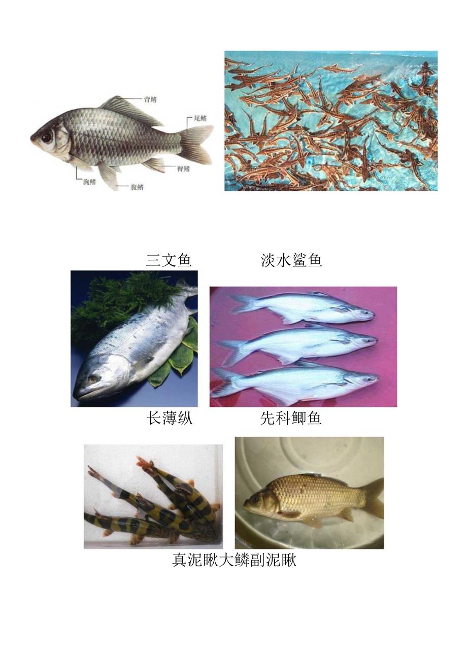 淡水鱼品种(彩图).docx_第3页