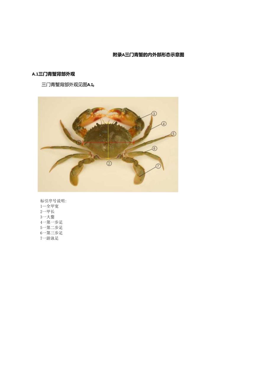 三门青蟹的内外部形态示意图.docx_第1页