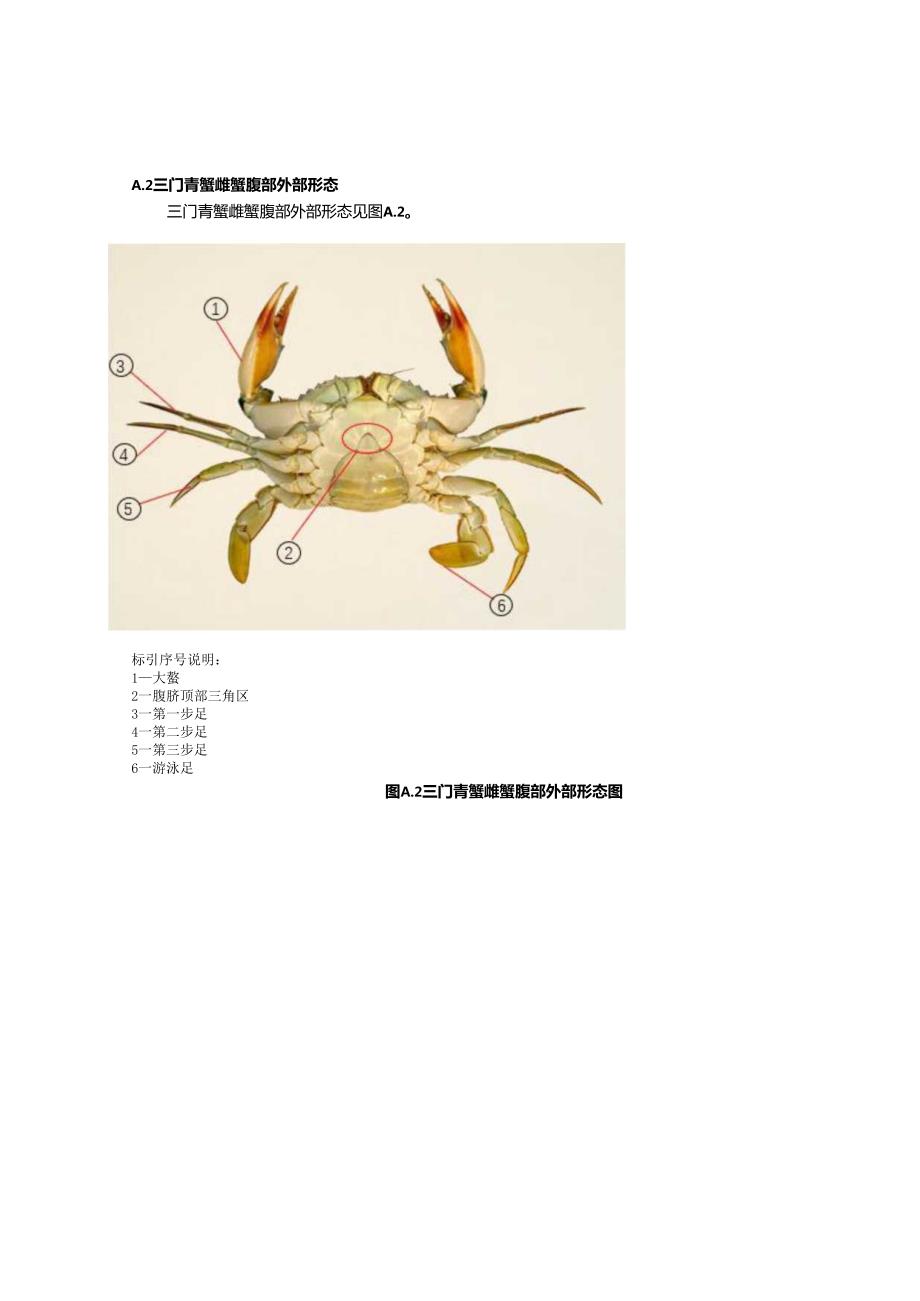 三门青蟹的内外部形态示意图.docx_第3页