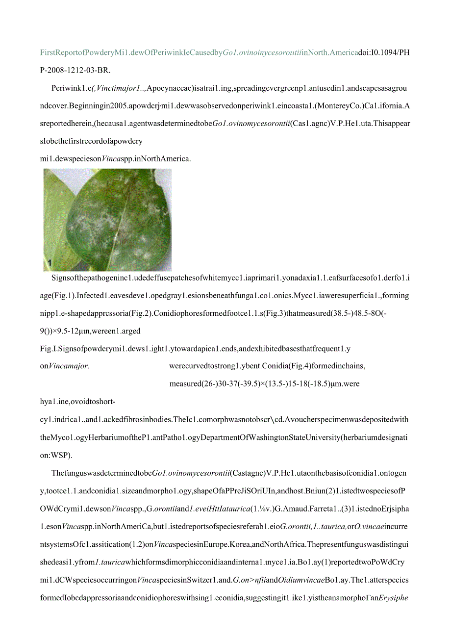 First Report of Powdery Mildew of Periwinkle CausedGolovinomyces orontii in North America.docx_第1页
