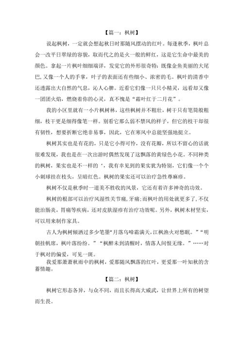 描写美丽的枫树作文600字（精选4篇）.docx