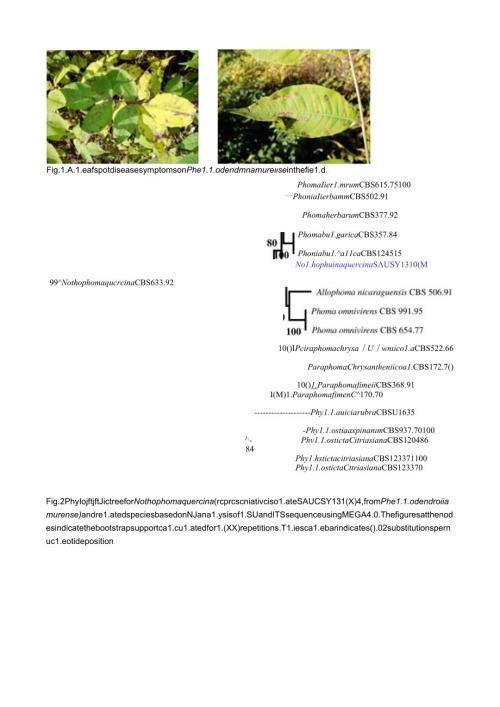 Leaf spot disease symptoms on Phellodendron amurense in the field.docx