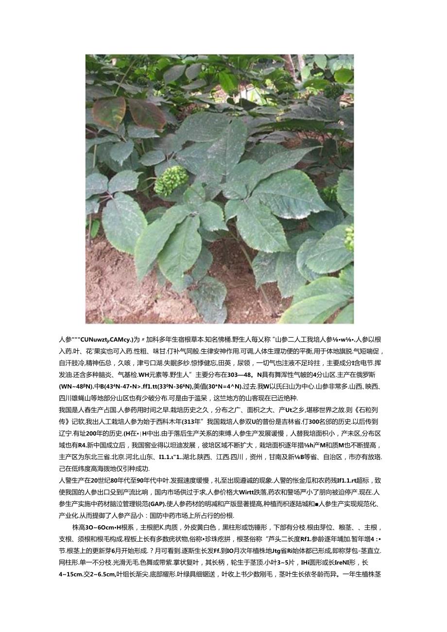 人参的详细介绍.docx_第1页