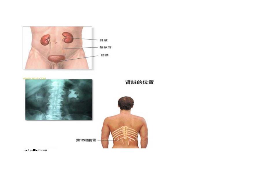 人体自身的神奇补肾法(1).docx_第3页