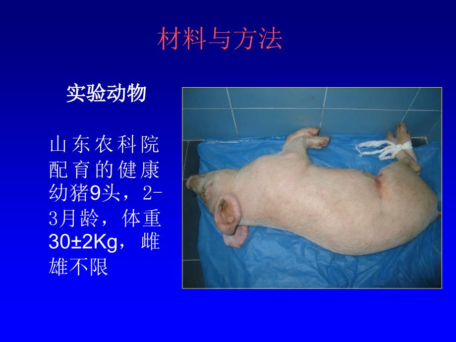 2018年脑静脉窦栓塞动物模型猪的建立.ppt_第2页