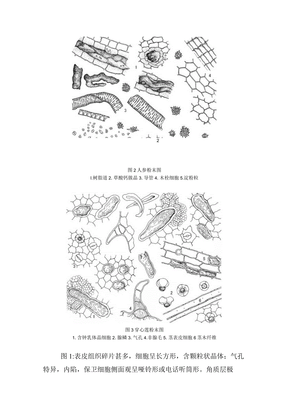2022年全国职业院校技能大赛高职组中药传统技能赛项中药显微鉴定试卷答案.docx_第2页