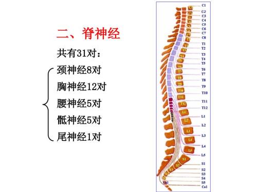 31对脊神经走形与支配PPT医学课件.ppt