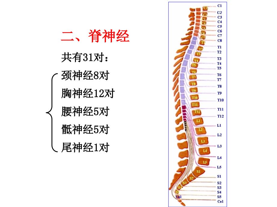 31对脊神经走形与支配PPT医学课件.ppt_第1页
