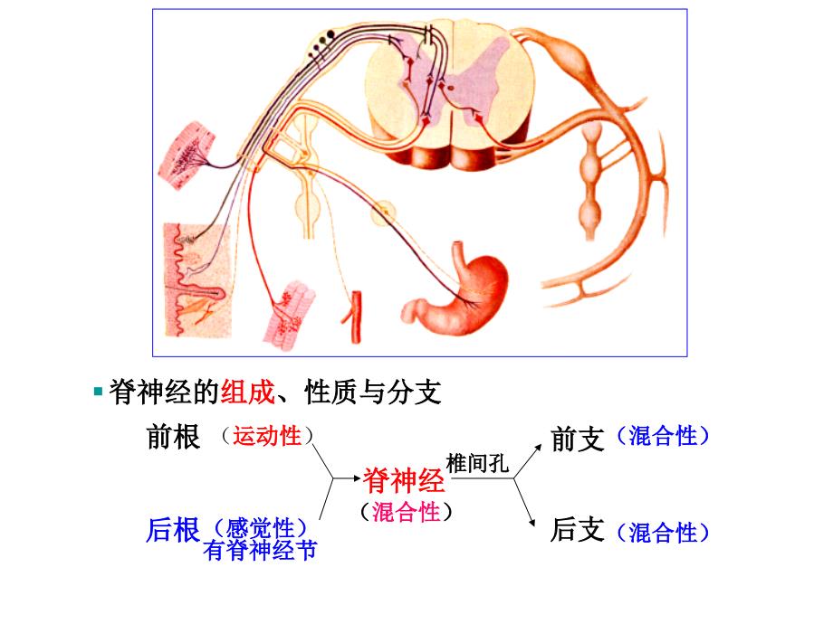 31对脊神经走形与支配PPT医学课件.ppt_第2页