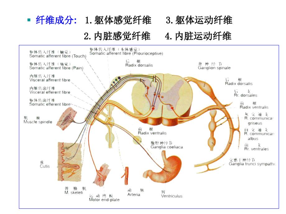 31对脊神经走形与支配PPT医学课件.ppt_第3页