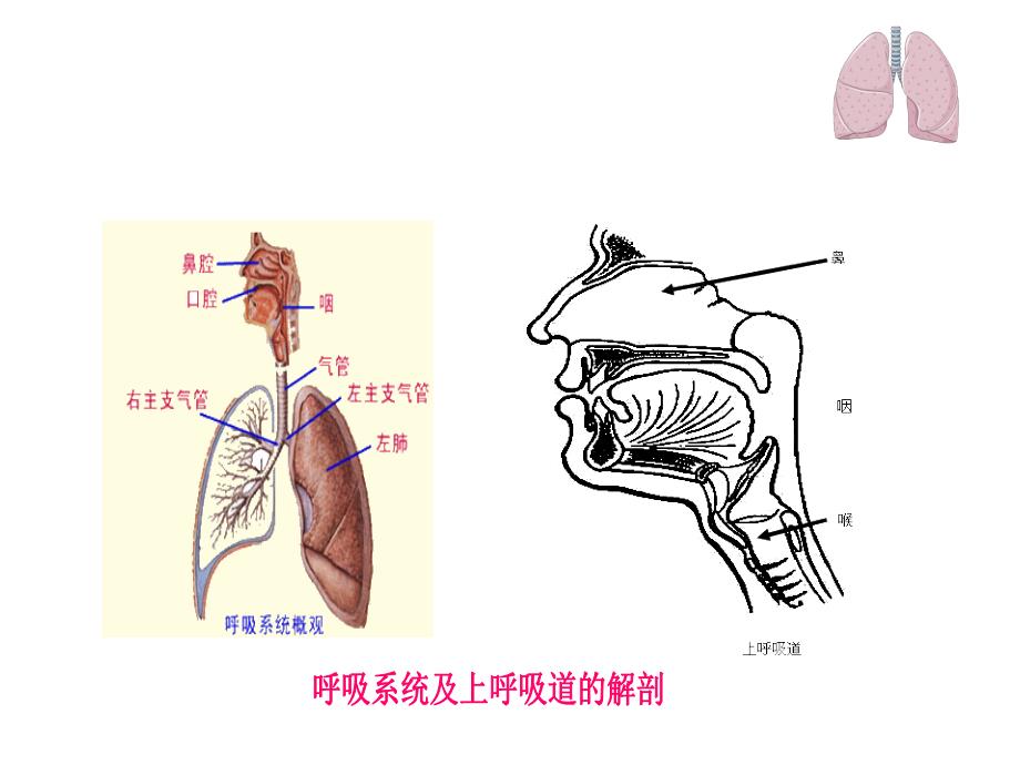 上呼吸道感染急性课件.ppt_第2页