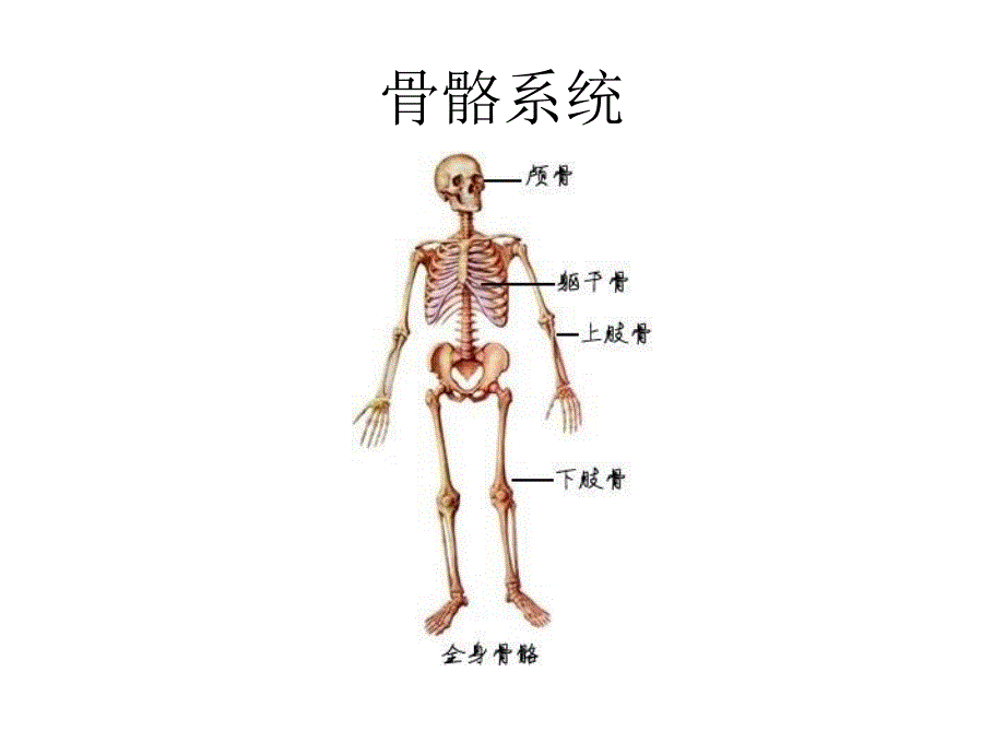 人体解剖学图谱课件.ppt_第1页