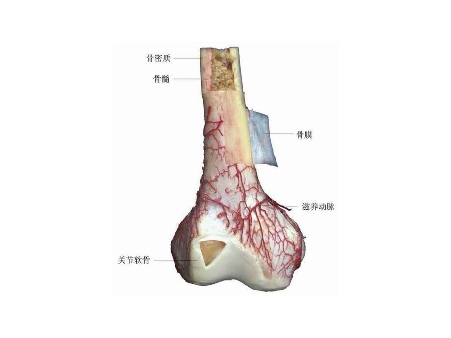 人体解剖学图谱课件.ppt_第2页