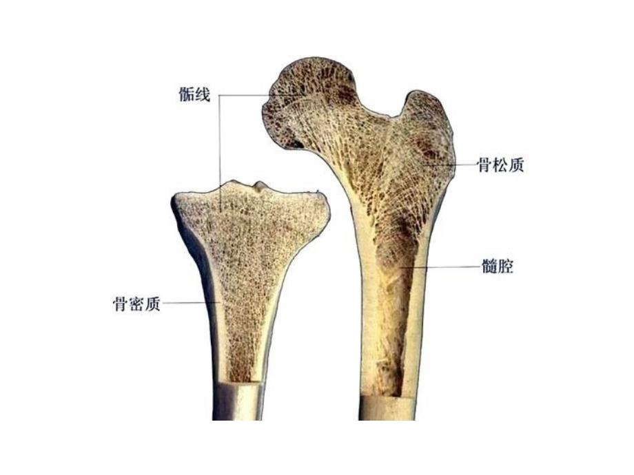 人体解剖学图谱课件.ppt_第3页