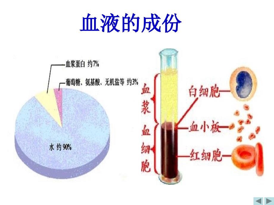 体循环肺循环PPT课件.ppt_第3页