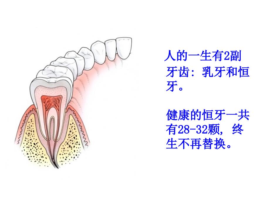 保护牙齿健康知识讲座.ppt_第3页