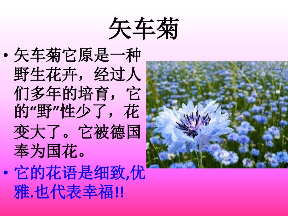 各种花的花语和图片.ppt_第1页