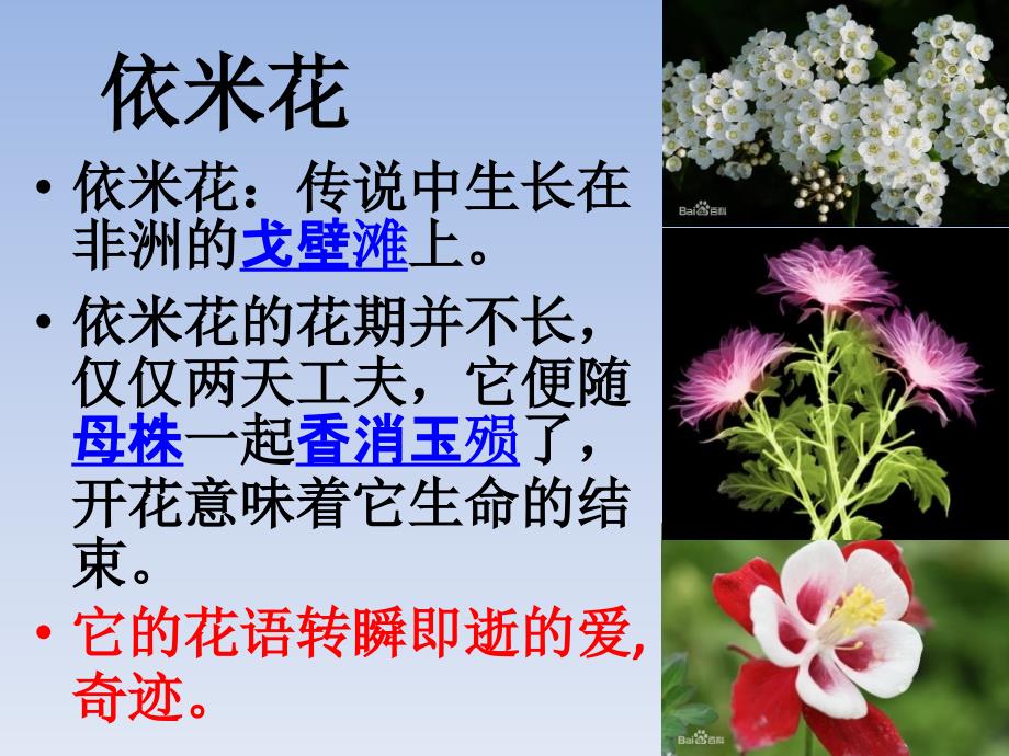 各种花的花语和图片.ppt_第2页