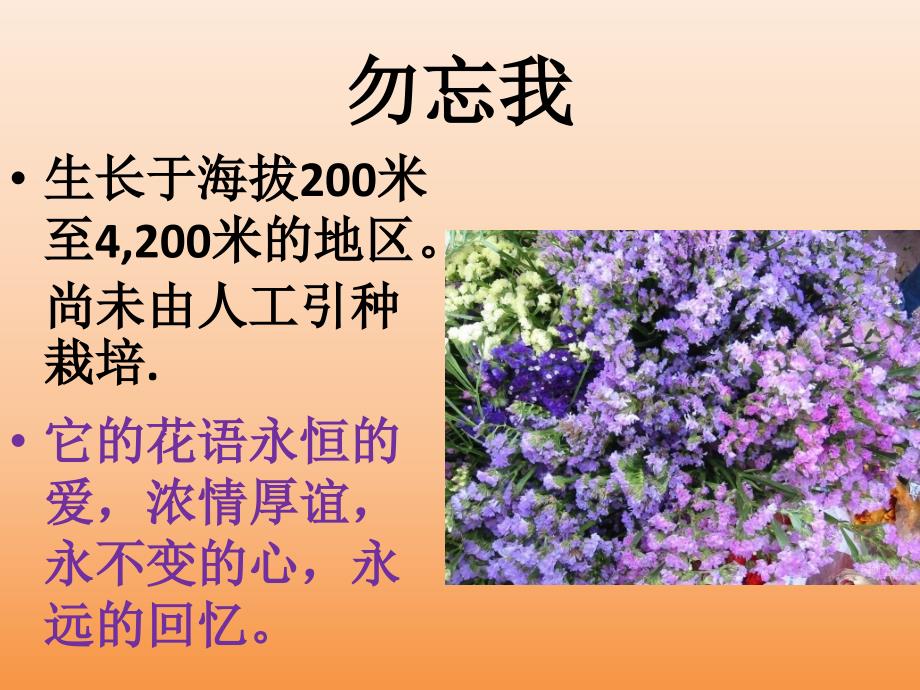 各种花的花语和图片.ppt_第3页