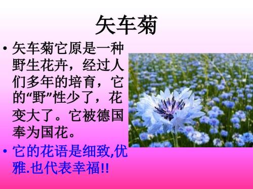 各种花的花语和图片.ppt