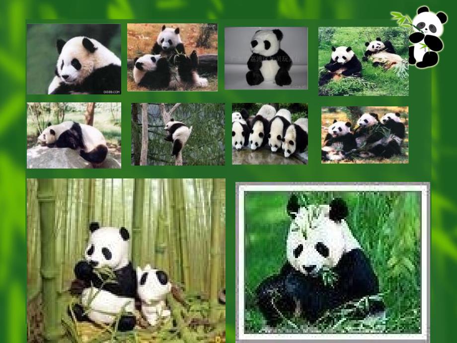 国宝熊猫PPT课件.ppt_第3页