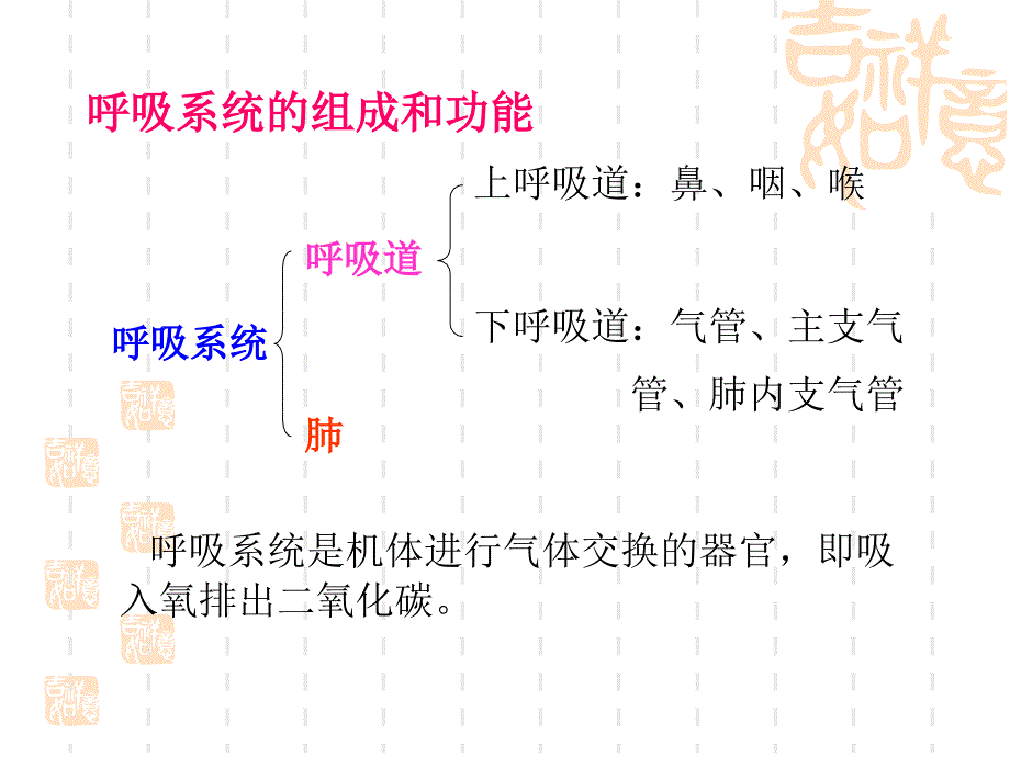 呼吸系统解剖PPT课件.ppt_第3页