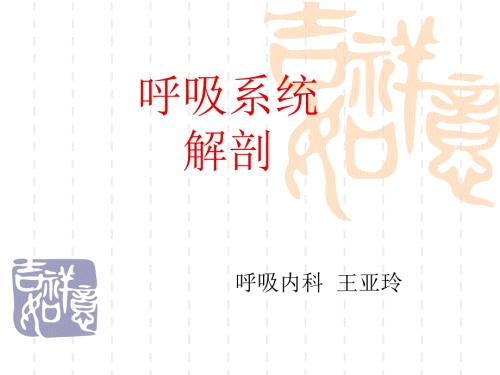 呼吸系统解剖PPT课件.ppt