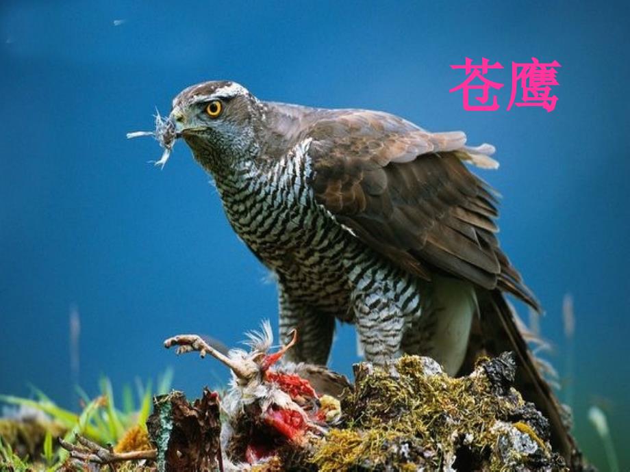 动物人类的朋友活动三救救濒危野生动物课件小学综合实践沪科教版4年级下册3949.ppt.ppt_第3页