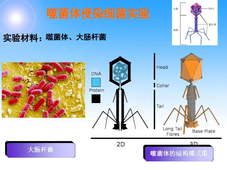 噬菌体侵染大肠细菌的实验详细版.ppt_第2页