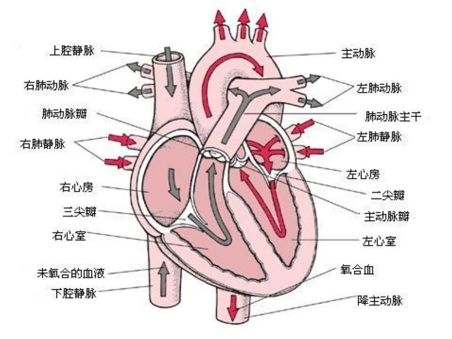 妊娠合并肺动脉高压的麻醉处理.ppt_第2页