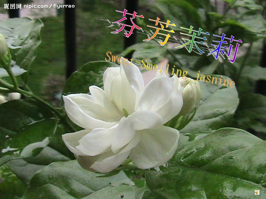 人音版音乐六上第1课芬芳茉莉ppt课件1.ppt_第1页