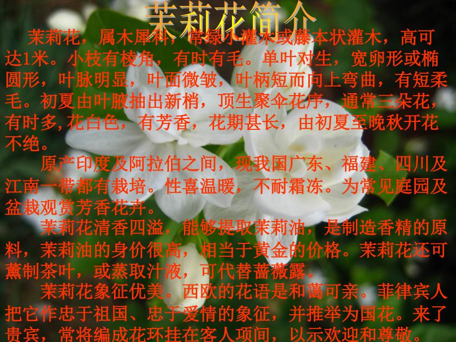 人音版音乐六上第1课芬芳茉莉ppt课件1.ppt_第2页