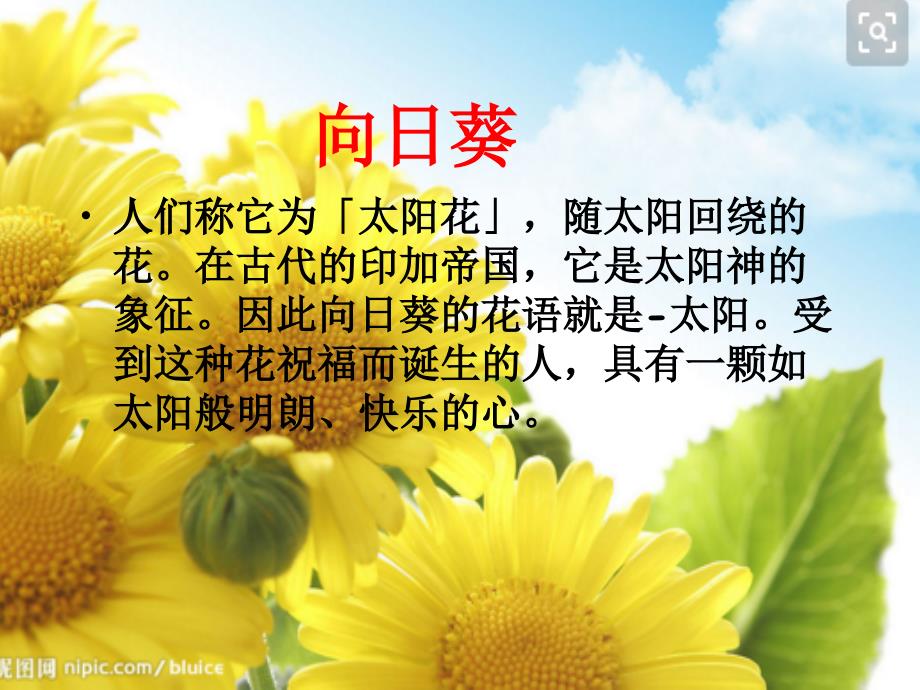 云教版劳动三年级下册3学种向日葵.ppt_第2页
