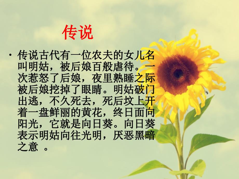 云教版劳动三年级下册3学种向日葵.ppt_第3页