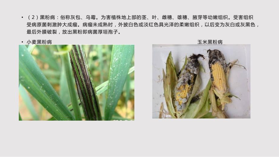 主要农作物病害识别PPT课件.pptx_第1页