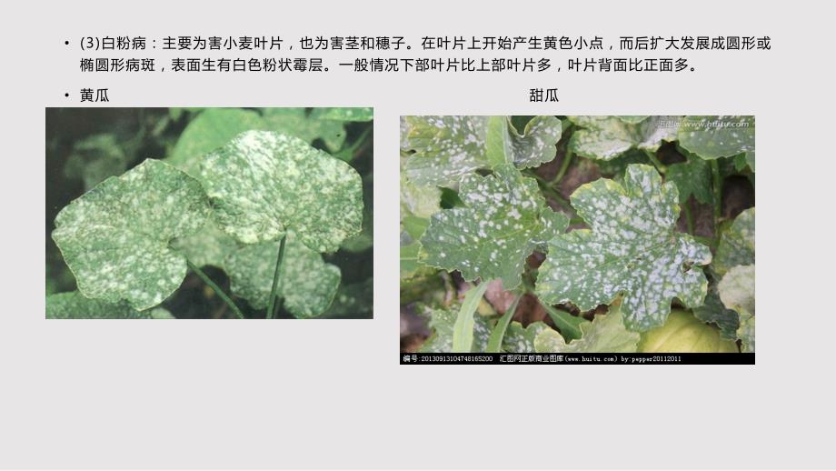 主要农作物病害识别PPT课件.pptx_第2页